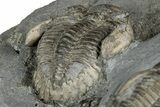 Two Greenops boothi Trilobite Fossils - New York #350883-6